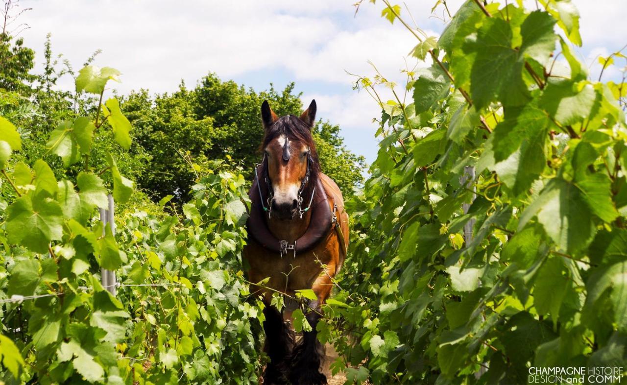 Enjoy En Champagne Maison Calme Au Milieu Du Vignoble Avec Parking Gratuit Dormans Exteriér fotografie